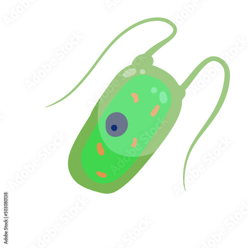 Obraz na plátně Chlamydomonas plankton