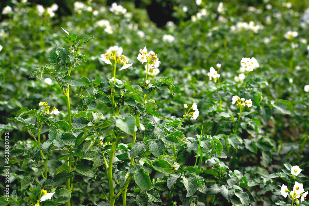 flowering potatoes, flowering potato plantation, sunlight, rays of the evening sun flowering potatoes, flowering potato plantation, sunlight, rays of the evening sun