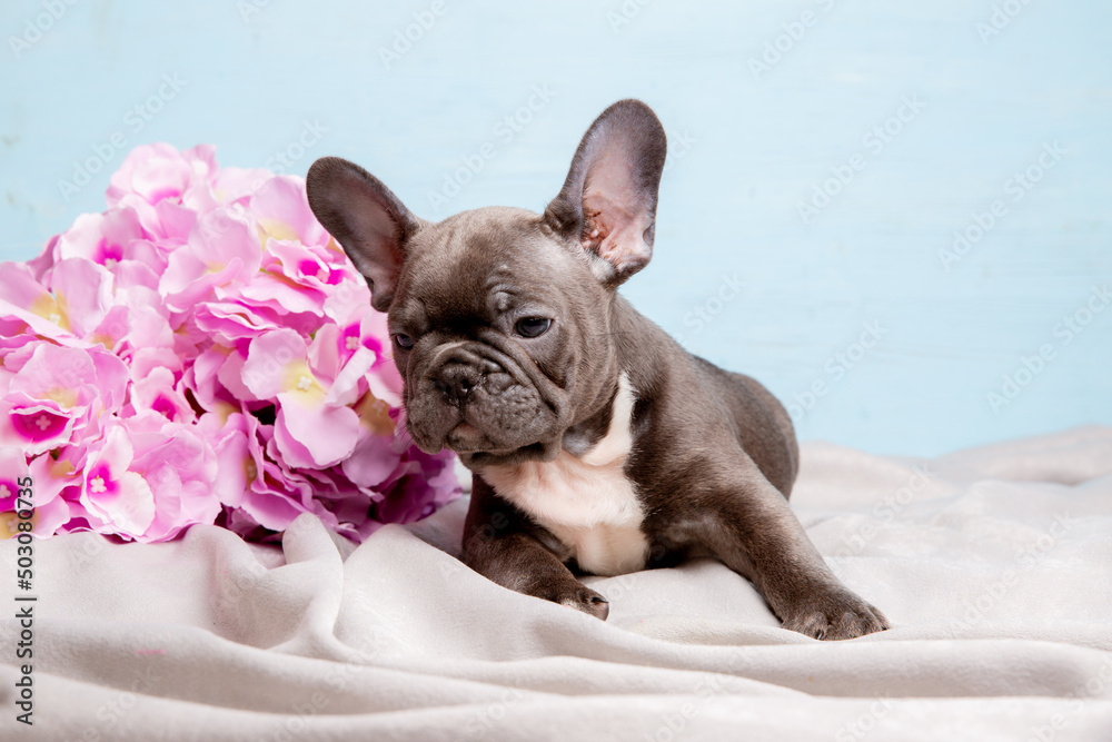 a French bulldog puppy on a blue background with a bouquet of spring flowers