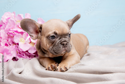 Fototapeta Naklejka Na Ścianę i Meble -  a French bulldog puppy on a blue background with a bouquet of spring flowers