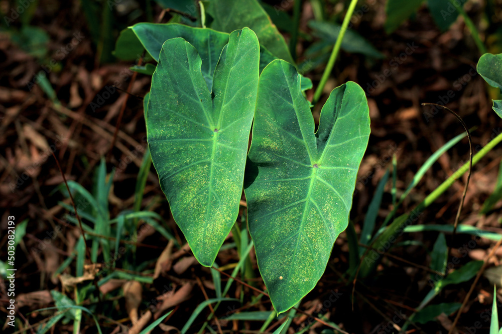 Beautiful giant green taro leaves, Colocasia esculenta plant leaves, Green giant leaves. Green Leaf of Elephant Ear Plant. Beautiful giant green taro leaves, Colocasia esculenta plant leaves, Green giant leaves. Green Leaf of Elephant Ear Plant.