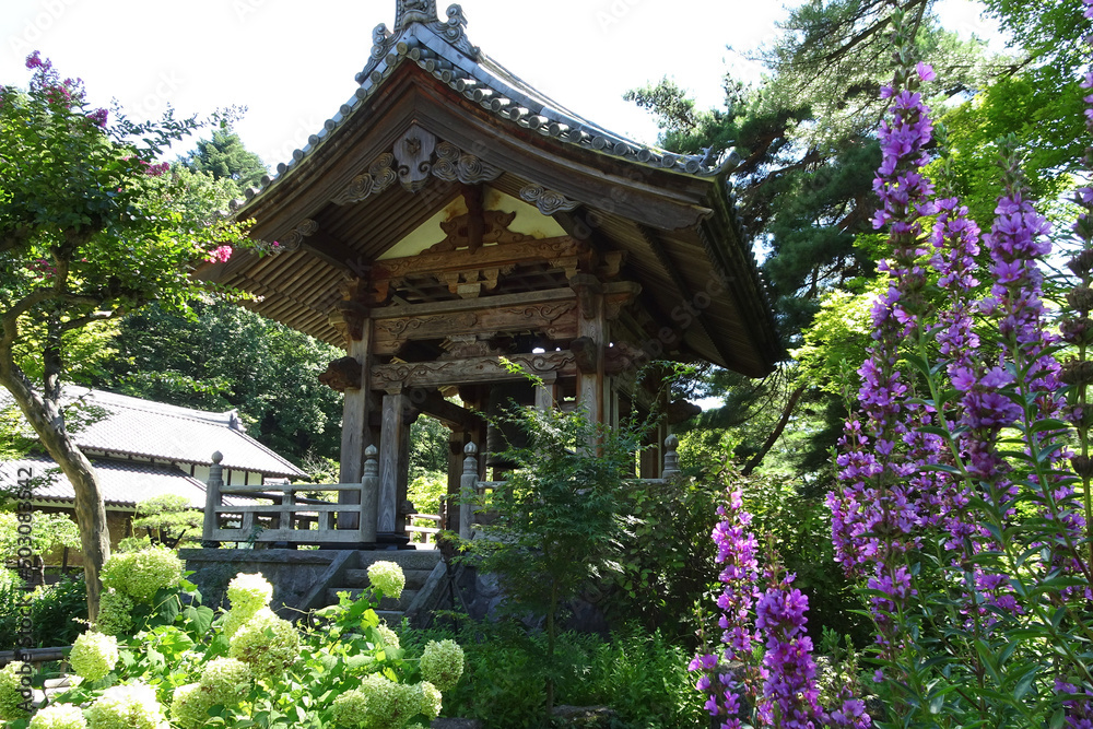 鐘楼の前に咲くミソハギ（Lythrum anceps）とアジサイ（Hydrangea）【青龍山吉祥寺】／日本群馬県利根郡川場村