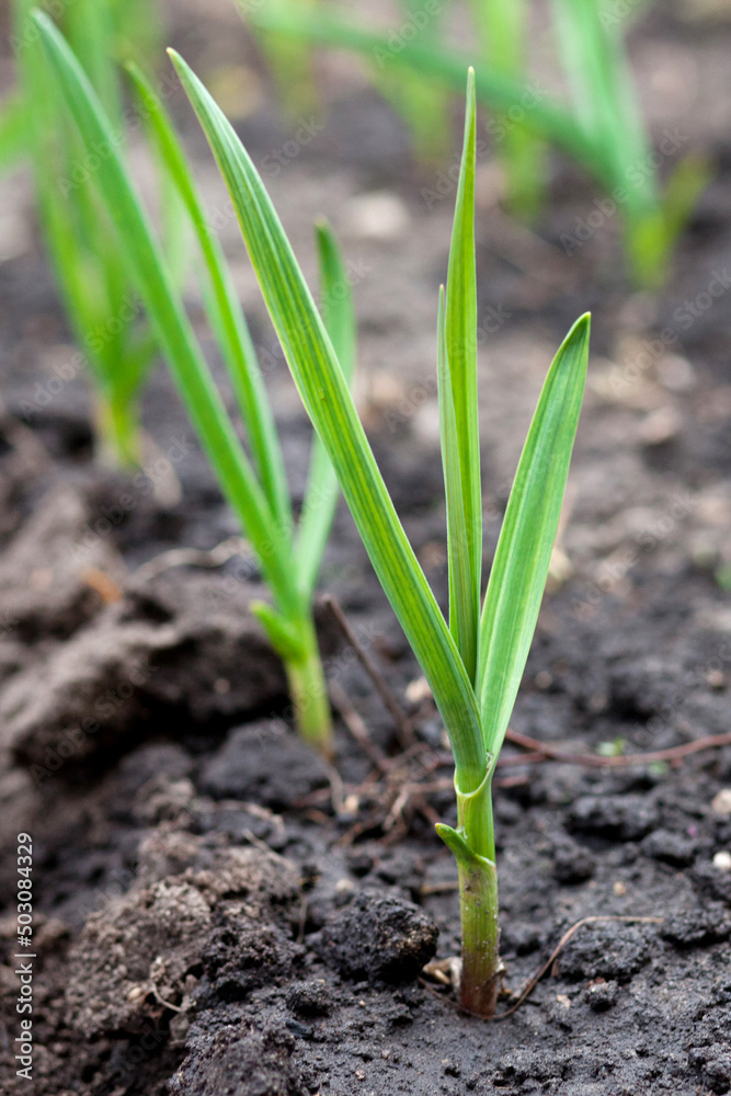 Sprouted garlic in raised garden beds grown as winter crop Sprouted garlic in raised garden beds grown as winter crop
