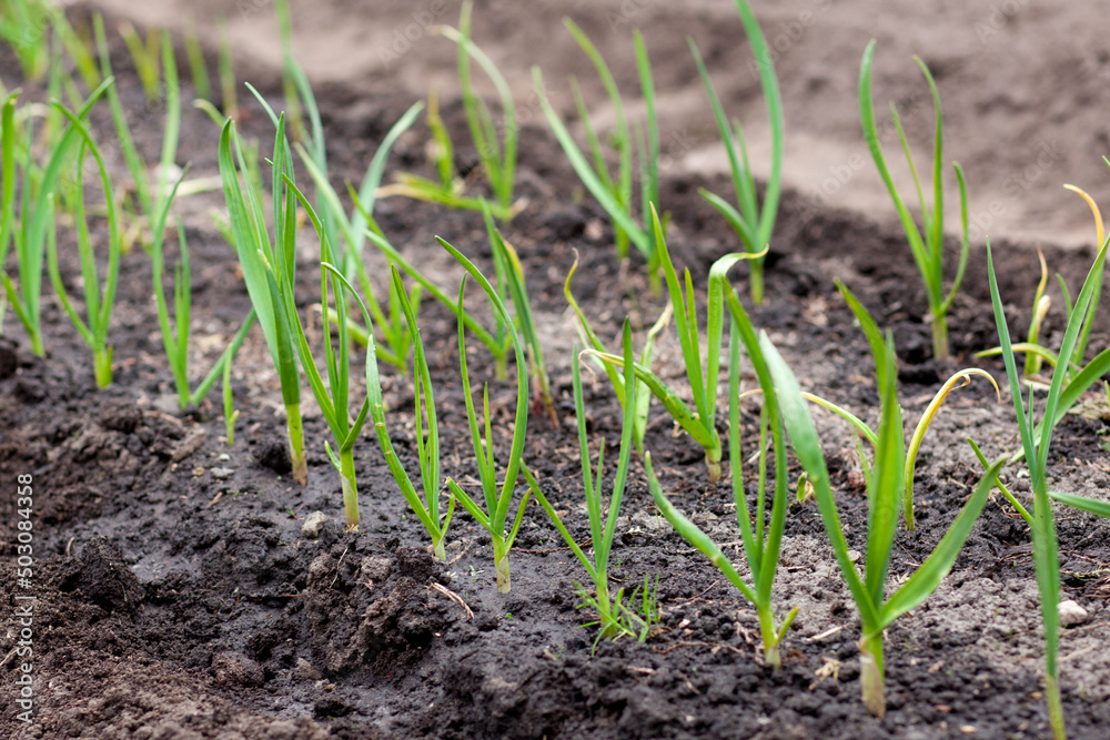 Green garlic in the garden. Spring harvest Green garlic in the garden. Spring harvest