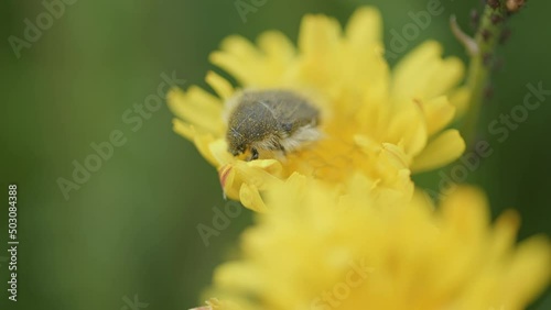 Macro footage of a Tropinota (Epicometis) hirta ( Apple Blossom Beetle) feeding on a yellow flower photo
