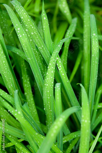 Tall grass with water drops after rain in the garden. Summer rain, Green leaves of a plant with raindrops. Macro photo, top view