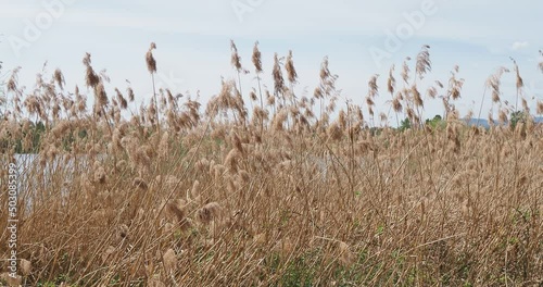 Phragmites australis | Roseaux à balais à longues tiges dénudées en fin d'hiver ornées de plumeaux ou panicules d'épillets desséchés brun clair se balançant dans le vent  au bord d'un lac photo