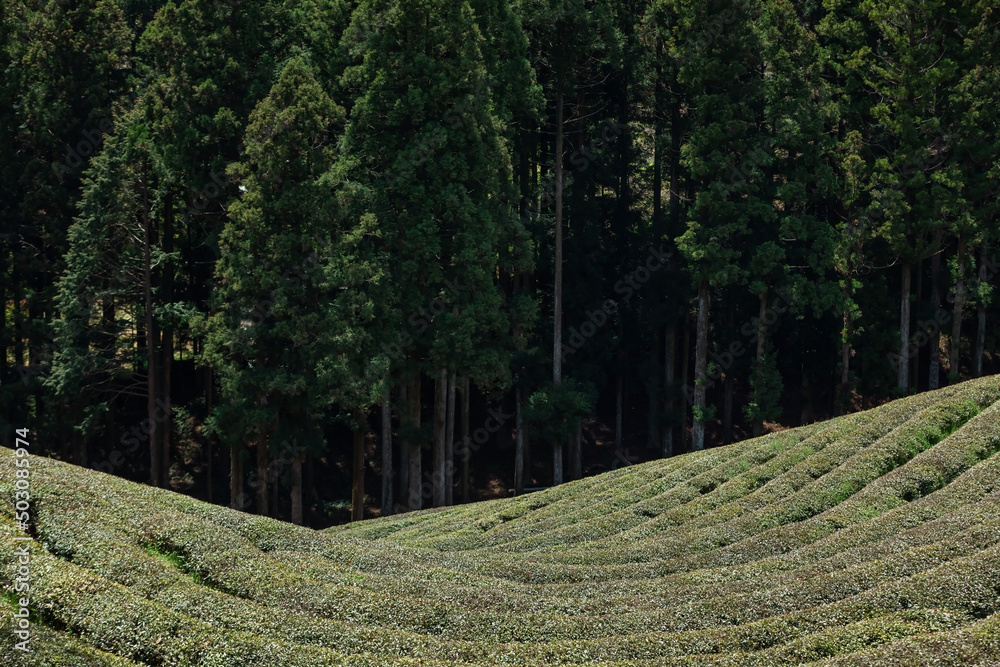Fototapeta premium A view of the green tea field.