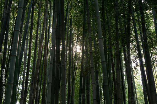 On a clear day, in the bamboo forest...