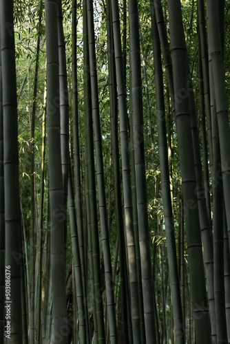 In the bamboo forest...