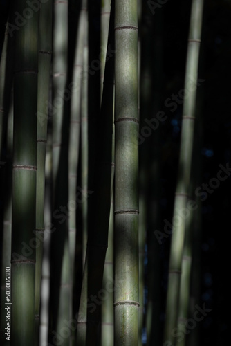 bamboo forest on a sunny day
