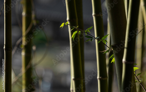 bamboo forest on a sunny day