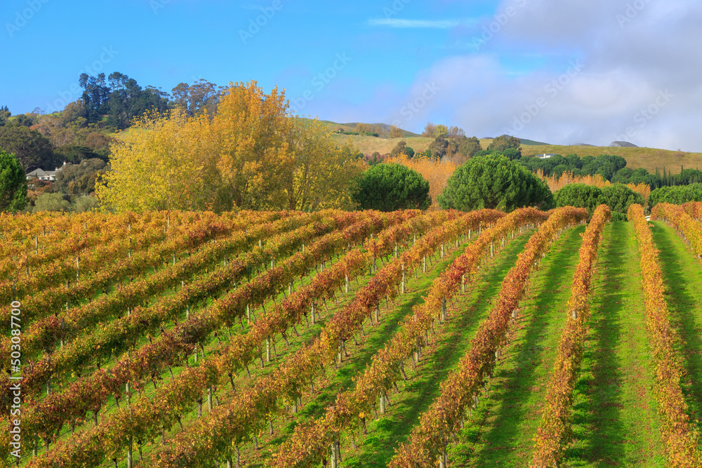 A vineyard in autumn, the rows of grapevines golden with fall foliage. Photographed in the Hawke's Bay region, New Zealand