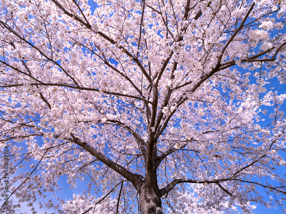 公園の桜並木 公園の桜並木
