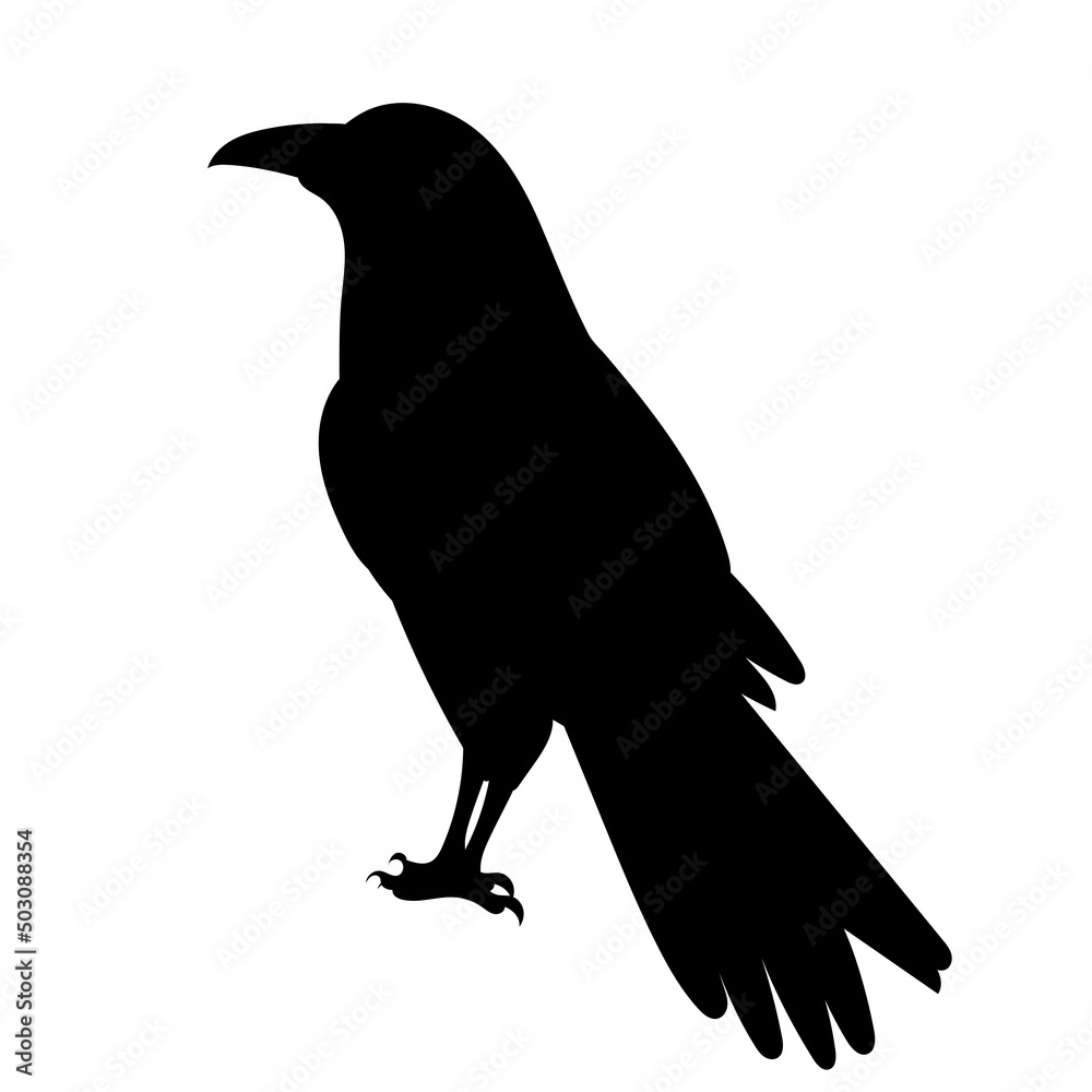 Fototapeta premium crow bird silhouette, on white background, isolated, vector