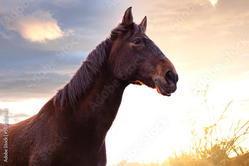 closeup brown horse with sunset sky