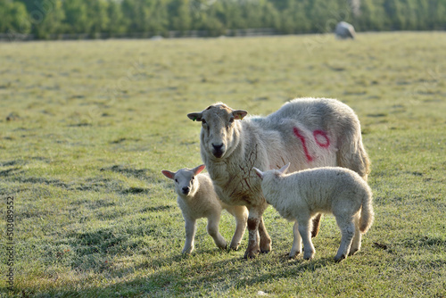 Curious sheep and lambs in a field