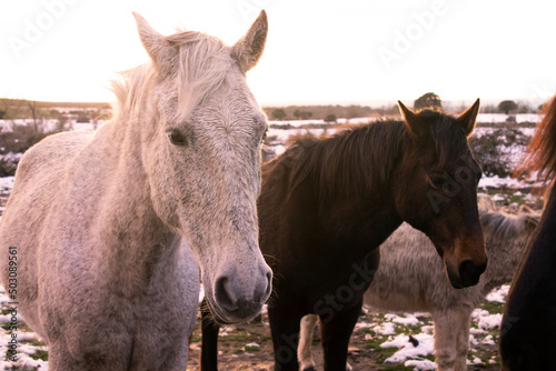 pair of horses  black and white in the meadow  medium shot