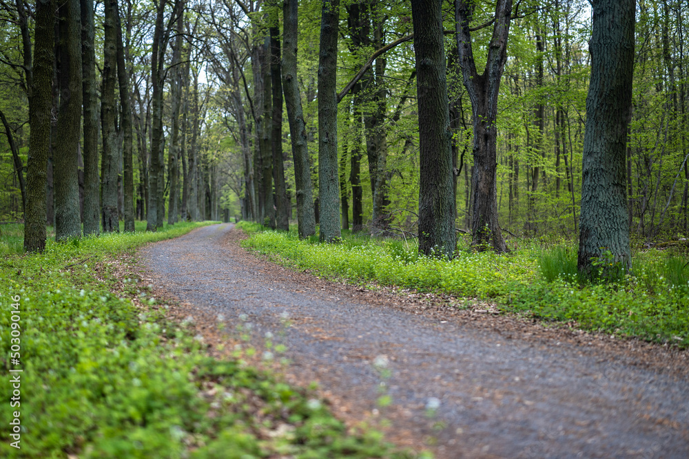 Fototapeta premium waldweg