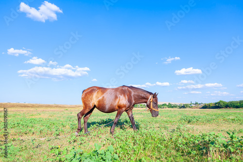 Domestic brown horse on the pasture 