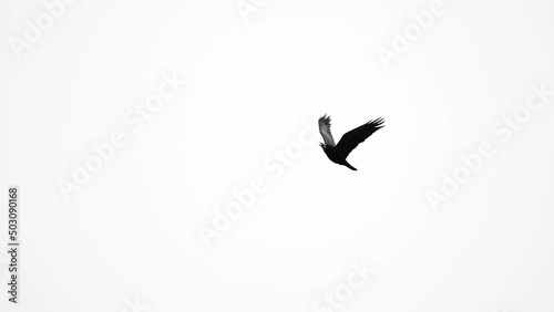 Raven is flying in slow motion. Close-up shot. 100 FPS 4K. Bird in the sky.