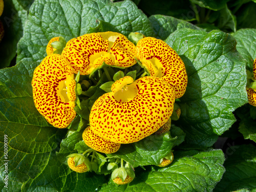 Calceolaria also called lady's purse, slipper flower and pocketbook flower, or slipperwort, is a genus of plants in the family Calceolariaceae, sometimes classified in Scrophulariaceae by some authors photo