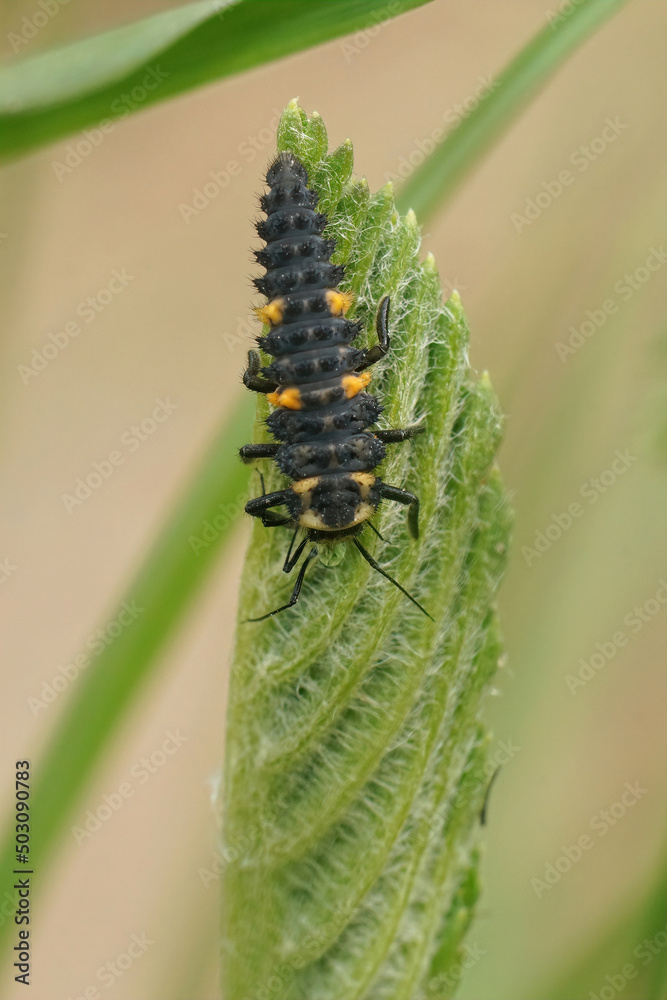Vertical closeup on the larvae of a seven-spot ladybird, Coccinella septempunctata Vertical closeup on the larvae of a seven-spot ladybird, Coccinella septempunctata