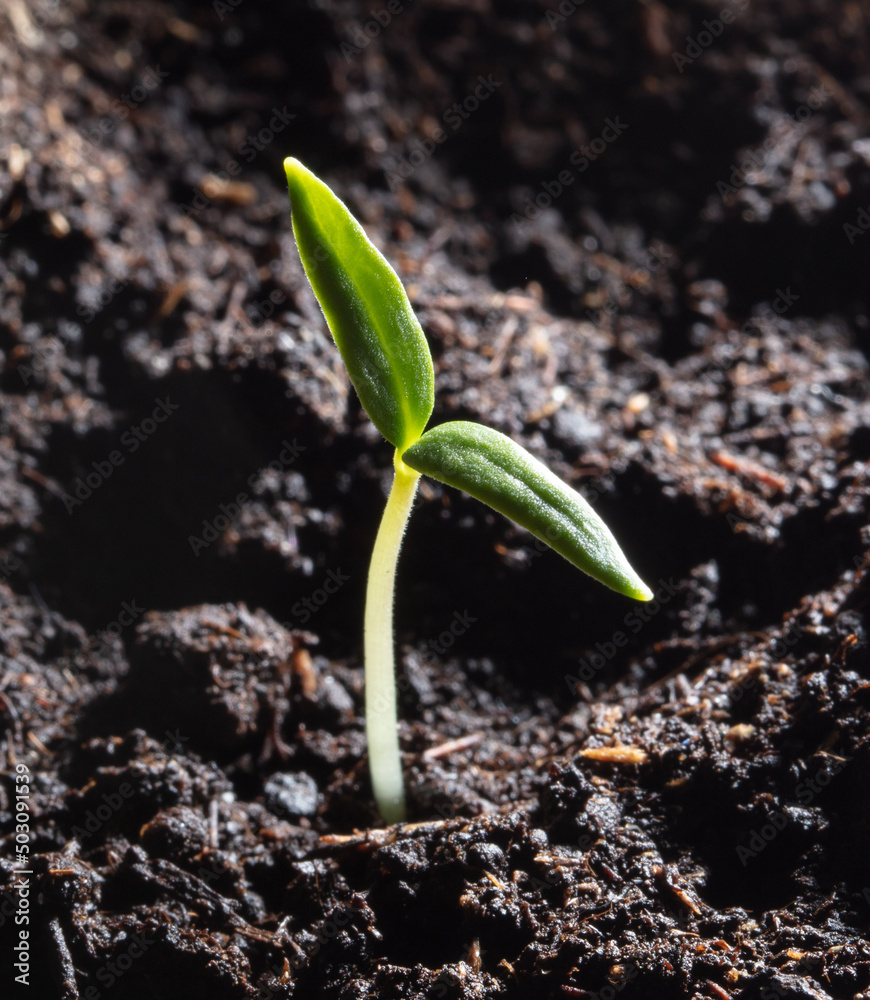 Fototapeta premium A small sprout of bell pepper sprouts in the ground.