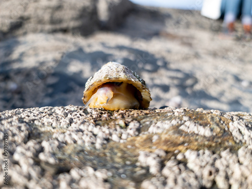 The Common Limpet, Patella vulgata, Sea Mollusc, is an aquatic snail with uncommonly strong teeth. photo