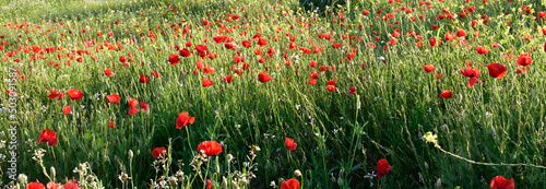 Wildflower meadow of poppies blooming in the Spanish sun