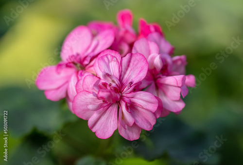 Pink flower in the garden. © schankz