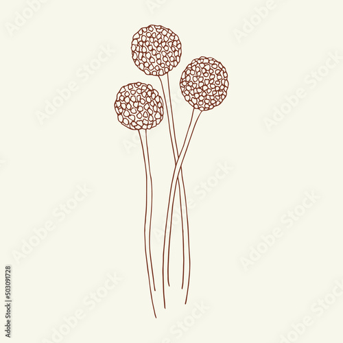 Hand drawn craspedia flower illustration. Australian native plant