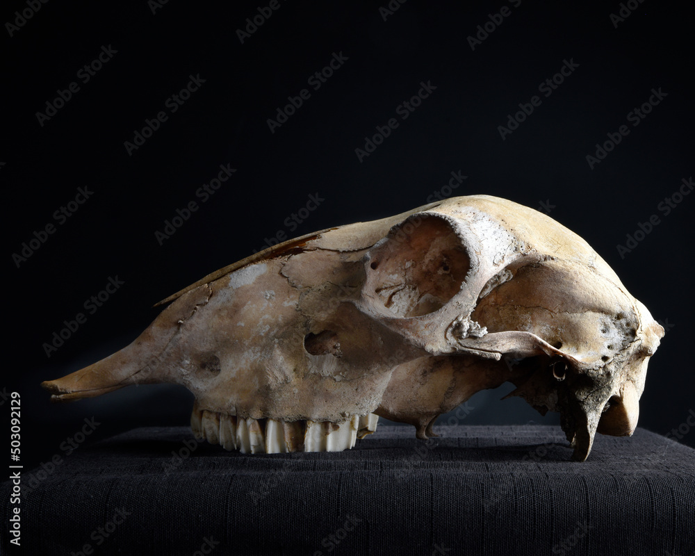 close up portrait of a old dried sheep skull bones, isolated on dark studio background. close up portrait of a old dried sheep skull bones, isolated on dark studio background.
