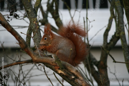 Squirrel sitting on a tree © Alexander