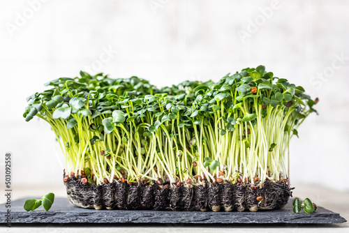 Radish microgreen sprouts on black board. Organic microgreen for healthy eating. Concept of vegan food. Growing at home.