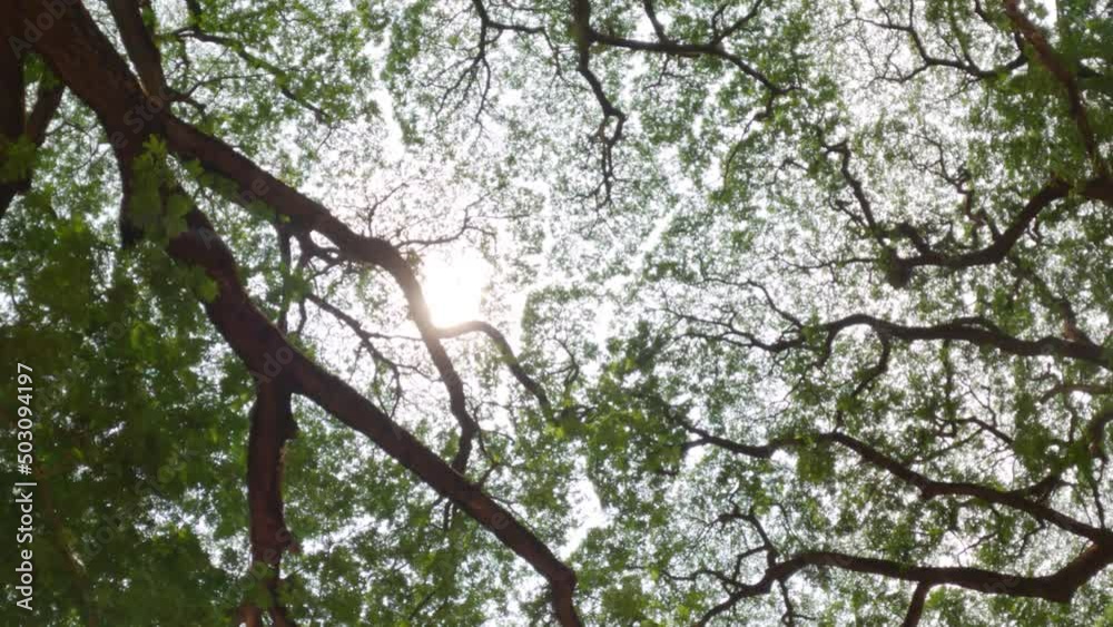 Shot of Branches of big green trees and sunlight from under the tree ...