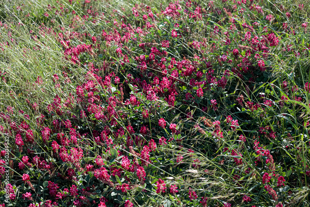 long shot of pink flowers in a field on a windy day