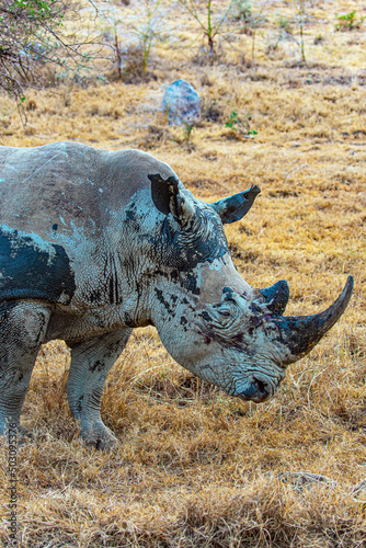 The  rhinoceros. Close-up portrait © Kushnirov Avraham