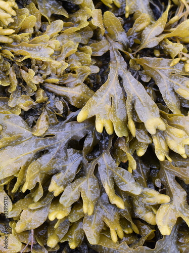 Obraz na płótnie The brown algae seaweed Fucus spiralis spiral wrack growing on a rock on atlanti