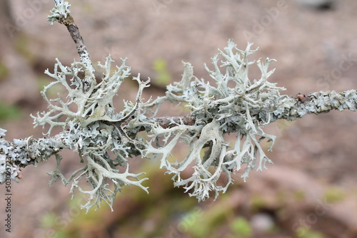 The foliose lichen tre moss  pseudevernica furfuracea gray green lobes photo