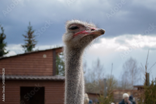 Close-up of ostrich bird looking away
