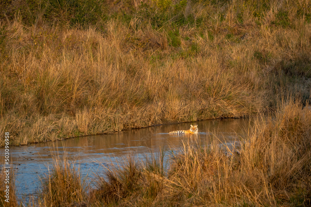 wild bengal male tiger resting in cold water of ramganga river in golden hour winter sunset light at dhikala zone of jim corbett national park forest uttarakhand india asia - panthera tigris tigris wild bengal male tiger resting in cold water of ramganga river in golden hour winter sunset light at dhikala zone of jim corbett national park forest uttarakhand india asia - panthera tigris tigris
