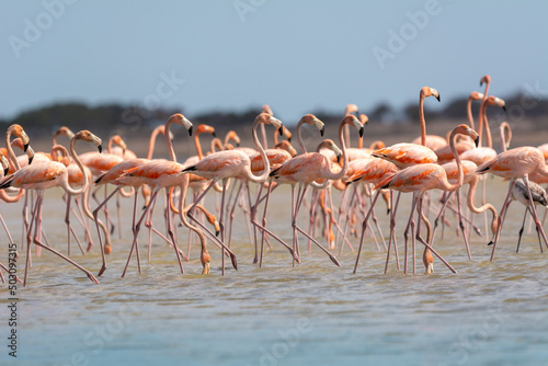 Flamingi karmazynowe łac. phoenicopterus ruber brodzące w wodzie. Fotografia z Santuario de fauna y flora los flamencos w Kolumbii.