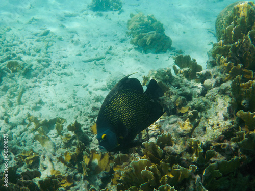 French angelfish on coral reef in the Caribbean 