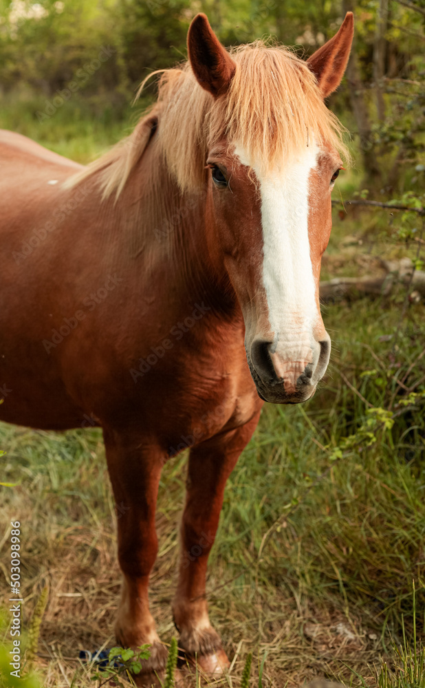 Long shot of a brown horse in a farm