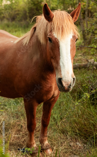 Long shot of a brown horse in a farm
