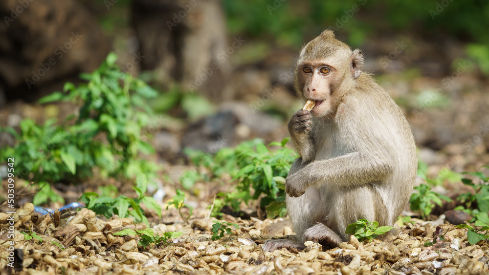 Monkey was eating his delicious nuts alone and looking happy in the wild nature. Monkey was eating his delicious nuts alone and looking happy in the wild nature.