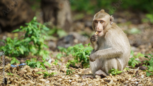 Monkey was eating his delicious nuts alone and looking happy in the wild nature.