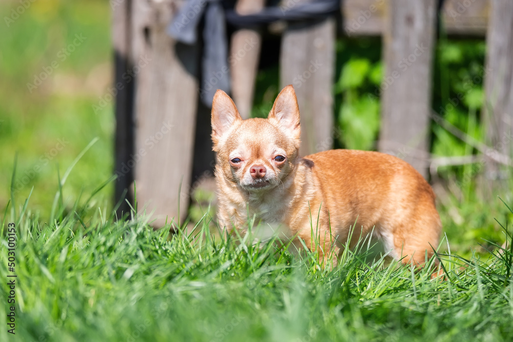 Red chihuahua dog siting on green grass. Selective focus..
