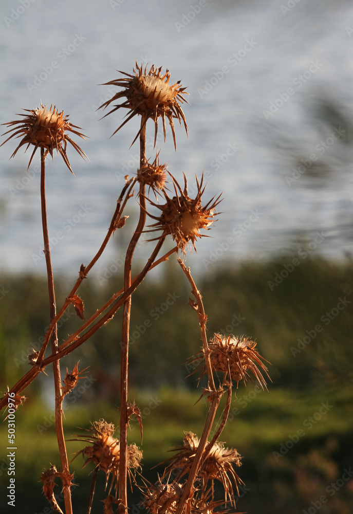 detail of a thistle plant in spring